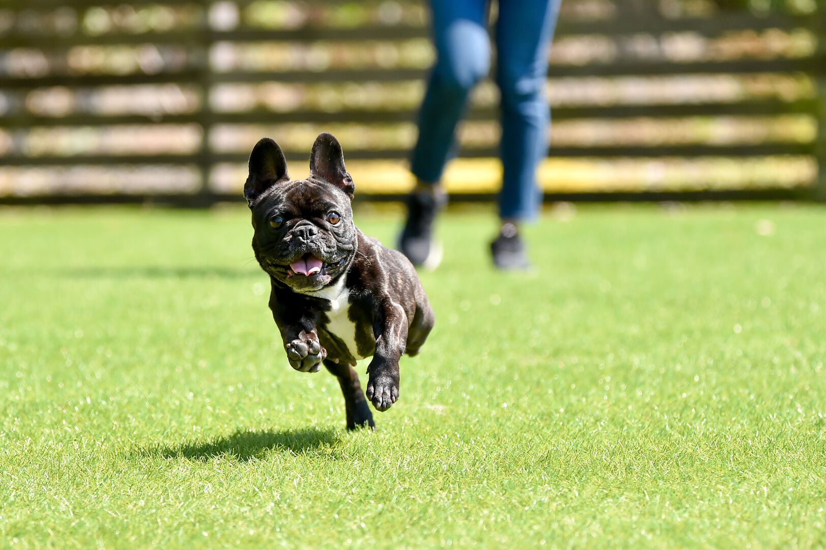 Dog Friendly Landscapes
