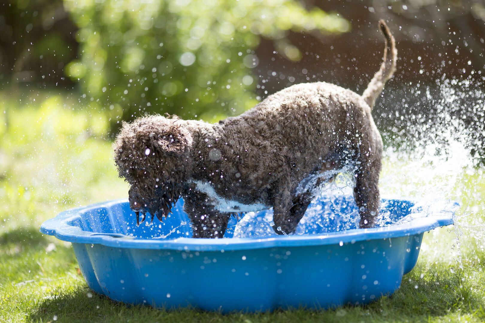 Dog Friendly Landscapes