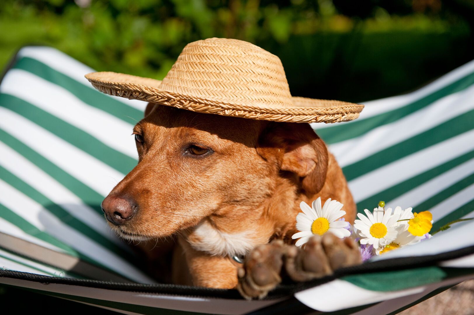 Dog Friendly Landscapes