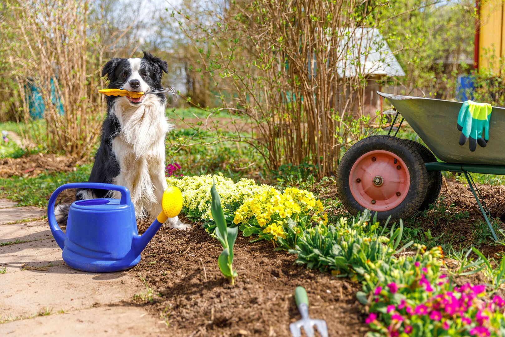 Dog Friendly Landscapes