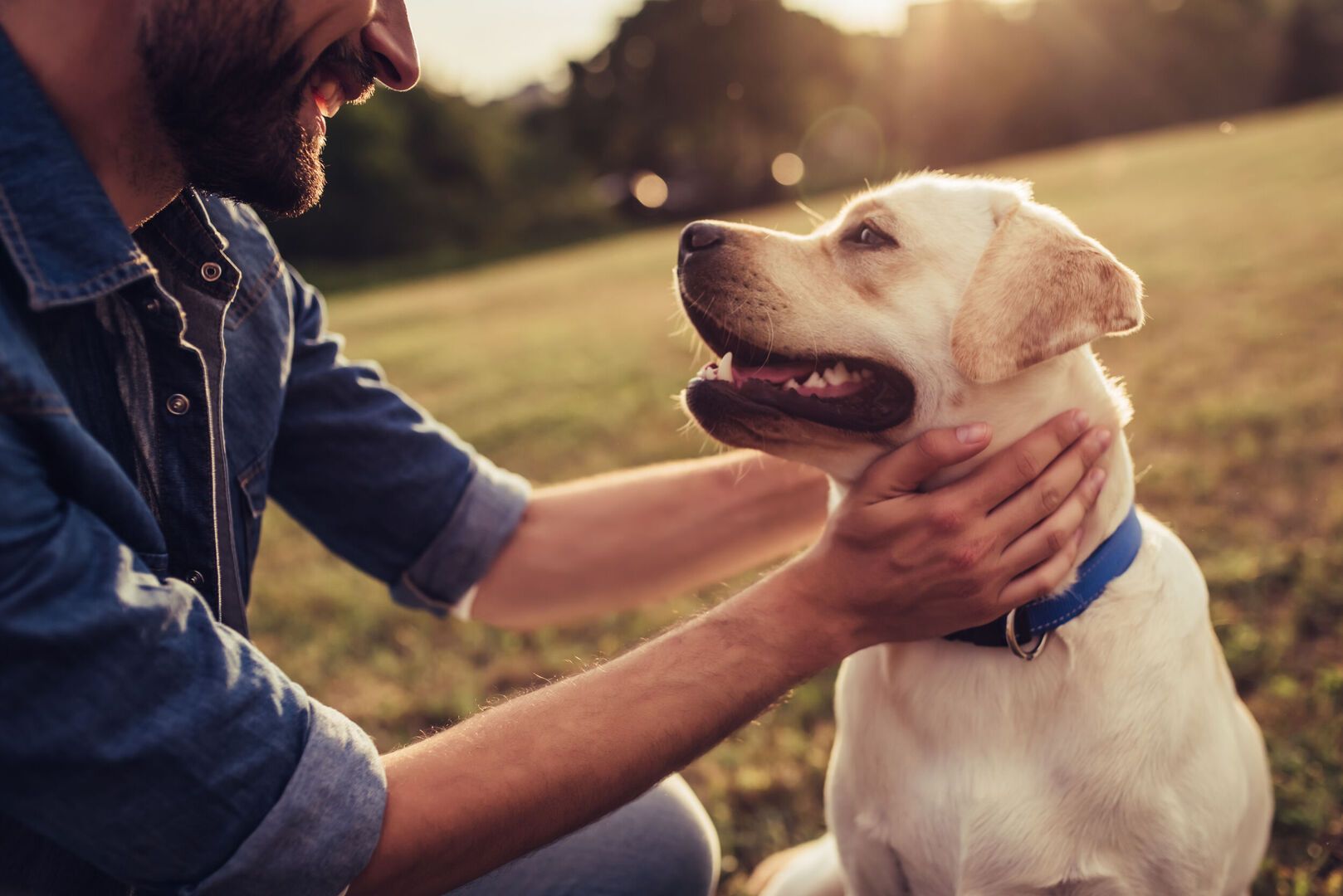 Dog Friendly Landscapes